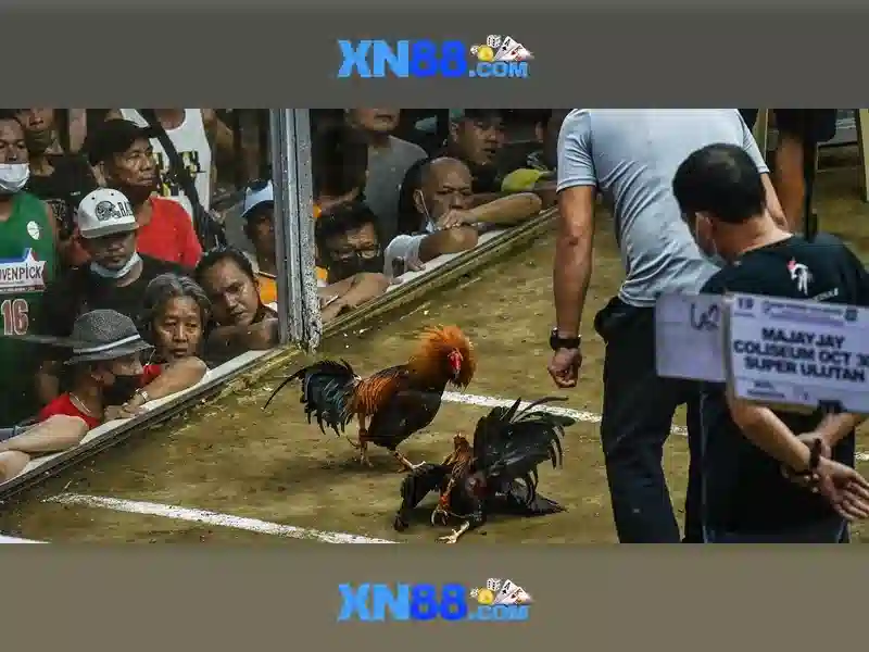 💎nhà cải hd88💎 💎nhà cải hd88💎