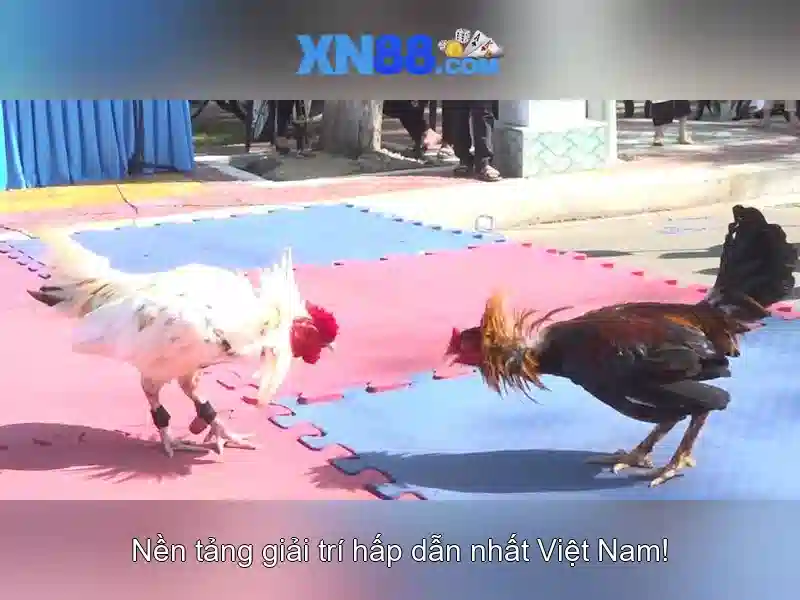 💎sống 100 ngày ở bắc cực💎 💎sống 100 ngày ở bắc cực💎