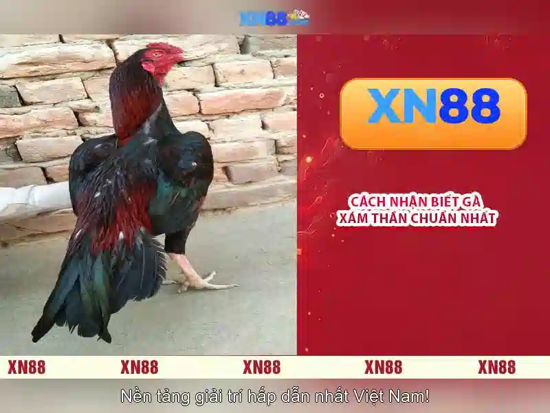 💎cá cược bóng đá ae8vip💎 💎cá cược bóng đá ae8vip💎